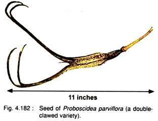 Seed of Proboscidea Parviflora