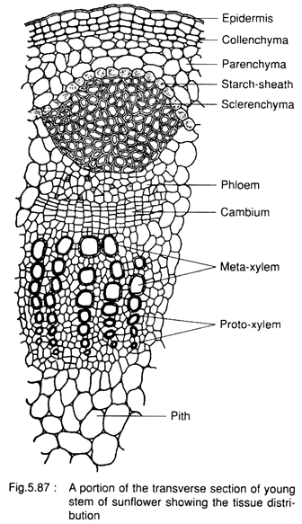 Portion of the Transverse Section of Young Stem