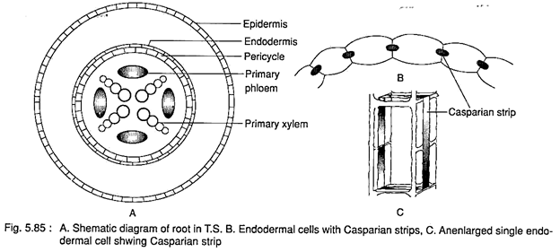 Root in T.S., Endodermal Cells with Casparian Strips and Anenlarged Single Endodermal Cell