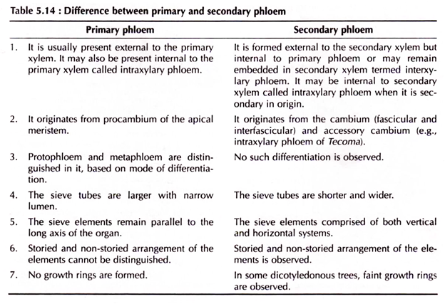 Difference between primary and secondary phloem