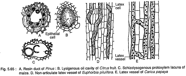 Resin Duct, Lysigenous Oil Cavity, schizolysogenous Protoxylem Lucana, Non-Articulate Latex Vessel and Latex Vessle of 