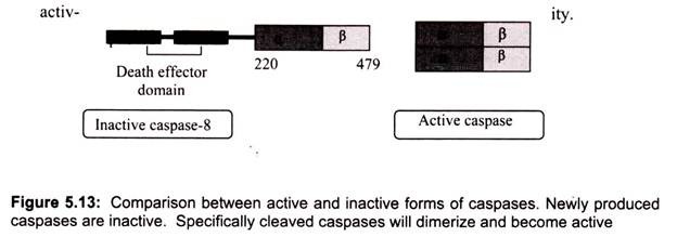 Comparison between Active and Inactive Forms of Caspases