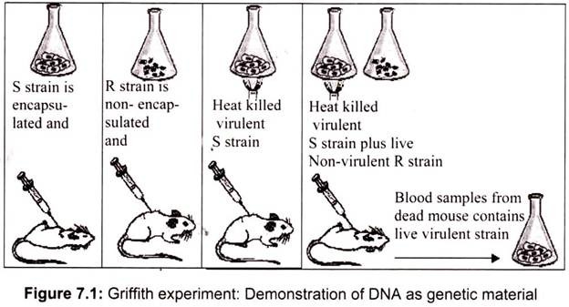 Griffith Experiment