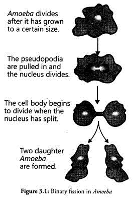 Binary Fission in Amoeba