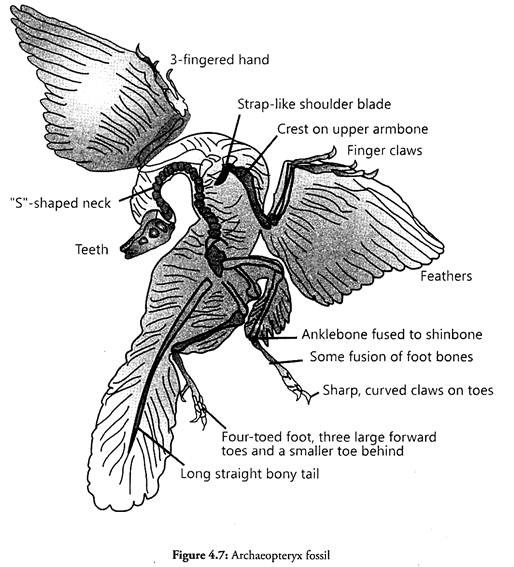 Archaeopteryx Fossil