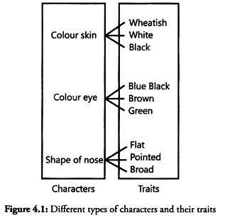 Different Types of Characters and Their Traits