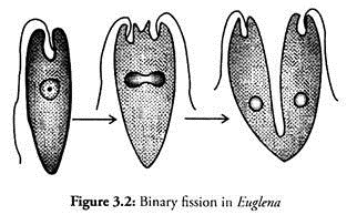 Binary Fission in Euglena