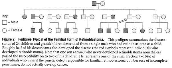 Pedigree Typical of the Familial Form of Retinoblastoma