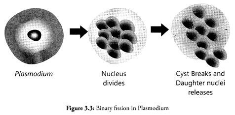 Binary Fission in Plasmodium