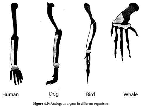 Analogous Organs in Different Organisms