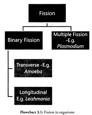 Fission in Organisms