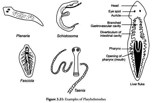 Examples of Platyhelminthes