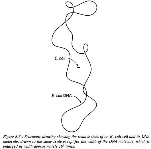 Relative Sizes of an E. Coli Cell and its DNA Molecule