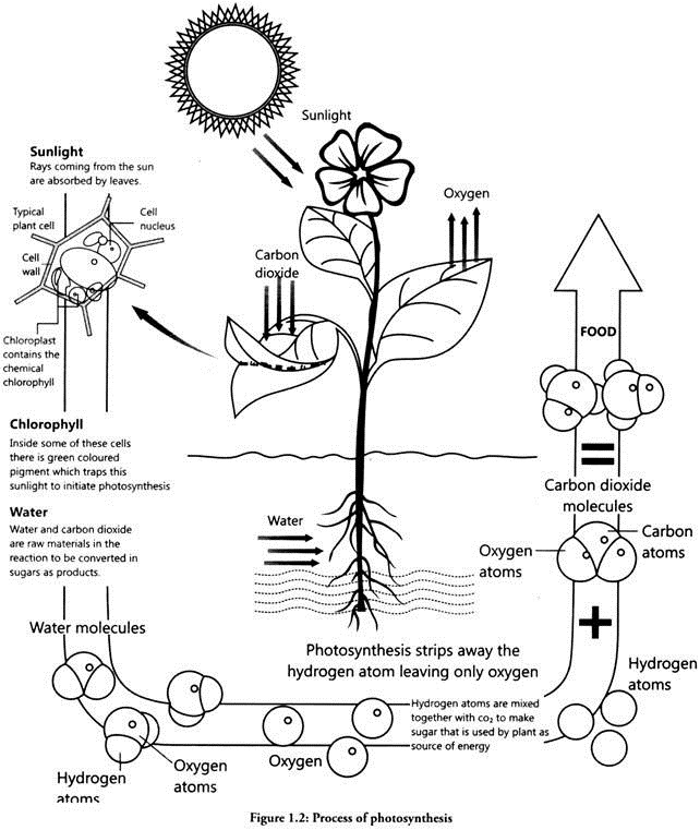 Process of Photosynthesis