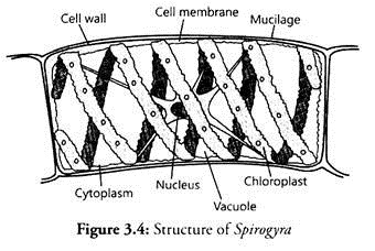 Structure of Spirogyra