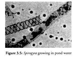 Spirogyra Growing in Pond Water