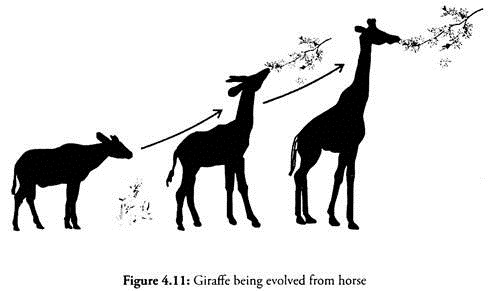 Giraffe being Evolved from Horse