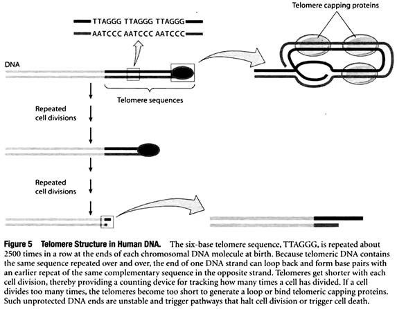 Telomere Structure in Human DNA