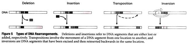 Types of DNA Rearrangements