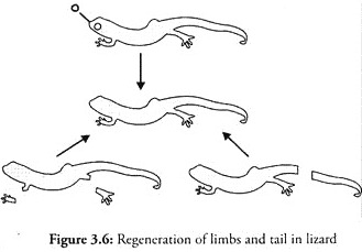 Regeneration of Limbs and Tail in Lizard