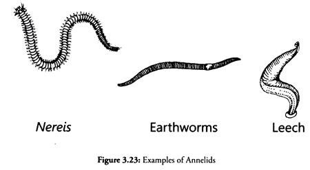 Examples of Annelids