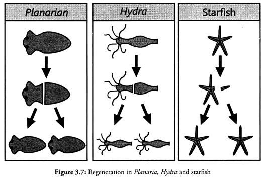 Regeneration in Planaria, Hydra and Starfish