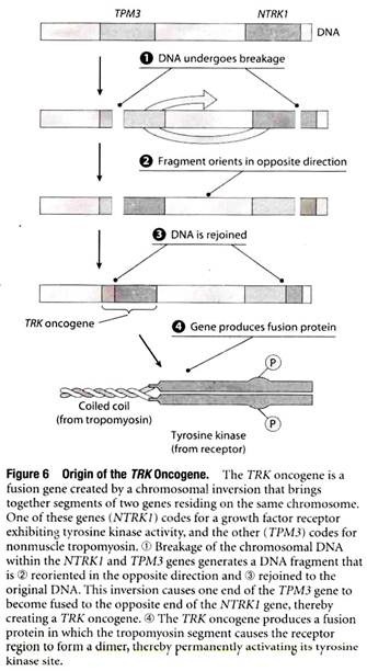 Origin of the TRK Oncogene