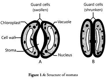 Structure of Stomata