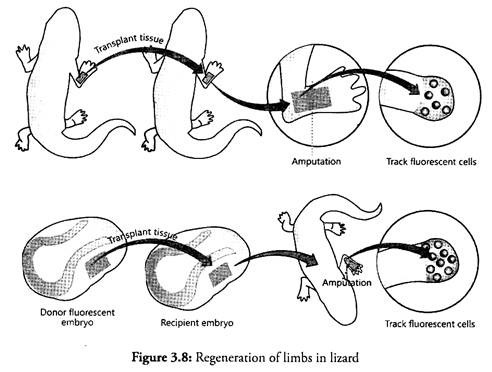 Regeneration of Limbs in Lizard