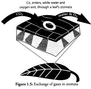 Exchange of Gases in Stomata