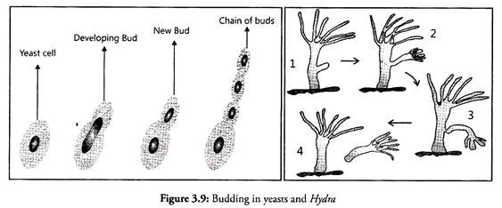 Budding in Yeasts and Hydra