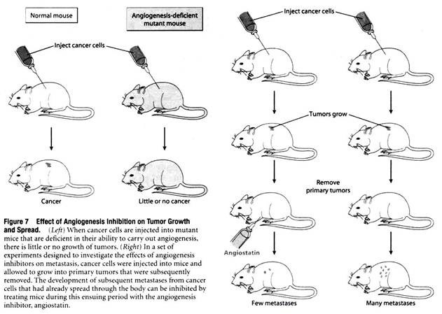 Effect of Angiogenesis Inhibition on Tumor Growth and Spread