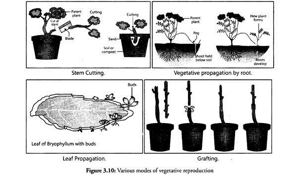 Various Modes of Vegetative Reproduction