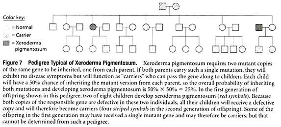 Pedigree Typical of Xeroderma Pigmentosum