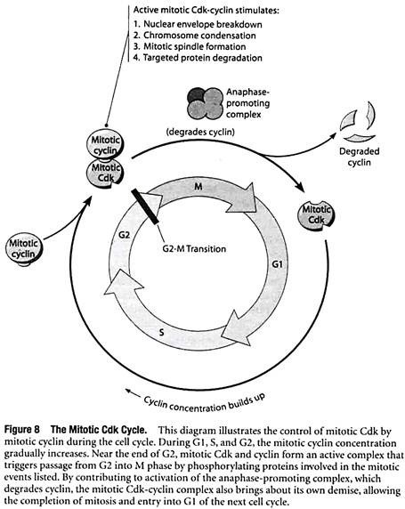 The Mitotic Cdk Cycle