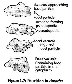 Nutrition in Amoeba