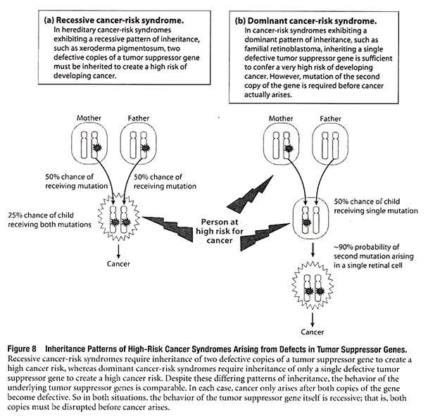 Inheritance Patterns of High-Risk Cancer Syndromes