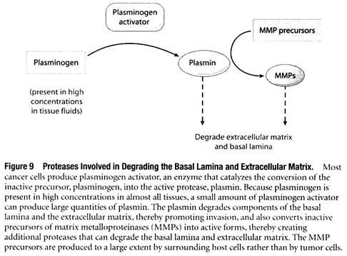 Proteases Involved in Degrading the Basal Lamina and Extracellular Matrix