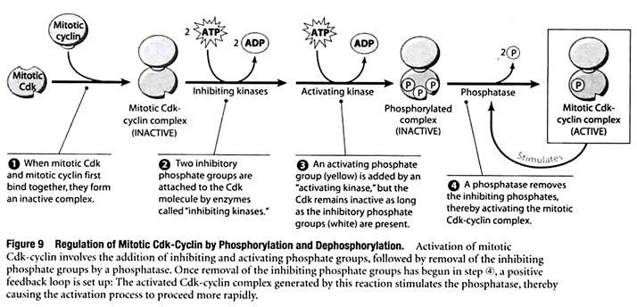 Regulation of Mitotic Cdk-Cyclin by Phosphorylation and Dephosphorylation