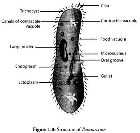 Structure of Paramecium