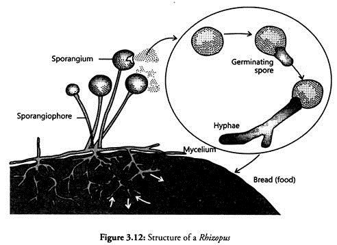 Structure of a Rhizopus