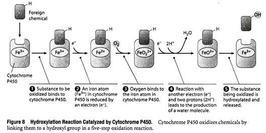 Hydroxylation Reaction Catalyzed by Cytochrome P450