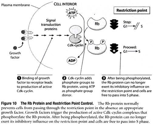 The Rb Protein and Restriction Point Control