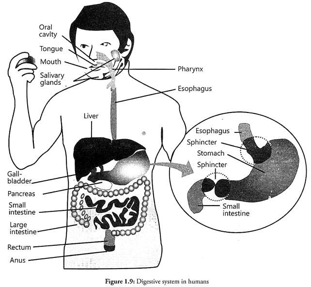 Digestive System in Humans