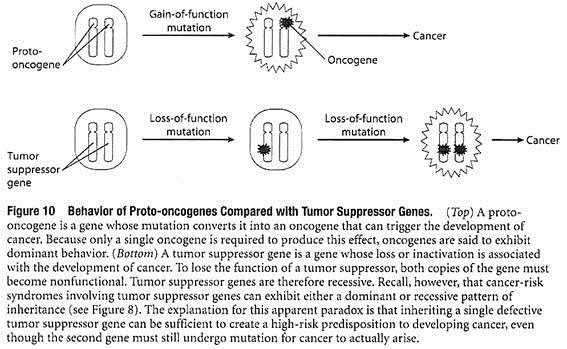 Behaviour of Proto-Oncogenes