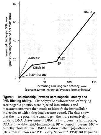 Relationship between Carcinogenic Potency and DNA-Binding Ability