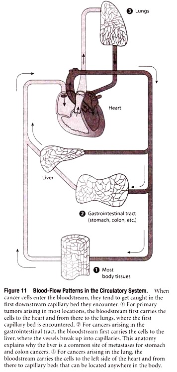 Blood-Flow Patterns in the Circulatory System