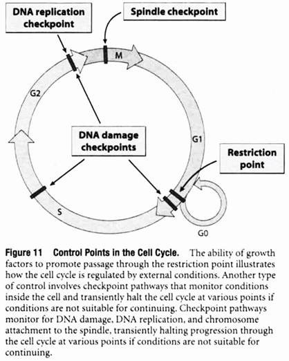 Control Points in the Cell Cycle