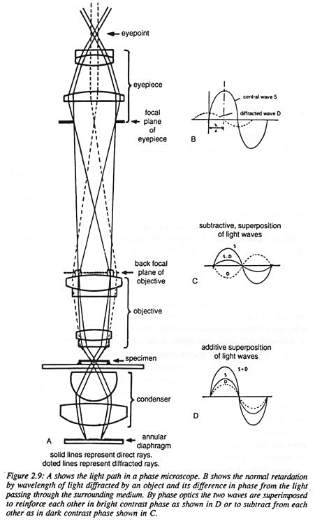 Light Path in a Phase Microscope