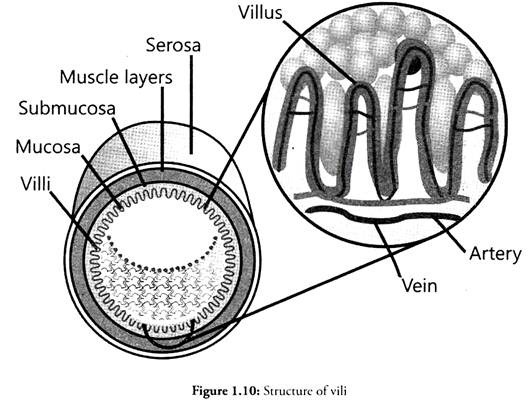 Structure of Vili